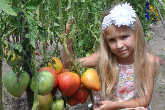 Днепропетровский селекционер рассказал о лучших сортах томата