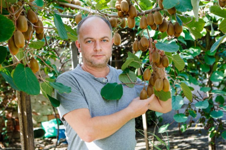 Фермер из Ужгорода выращивает киви вместо яблок