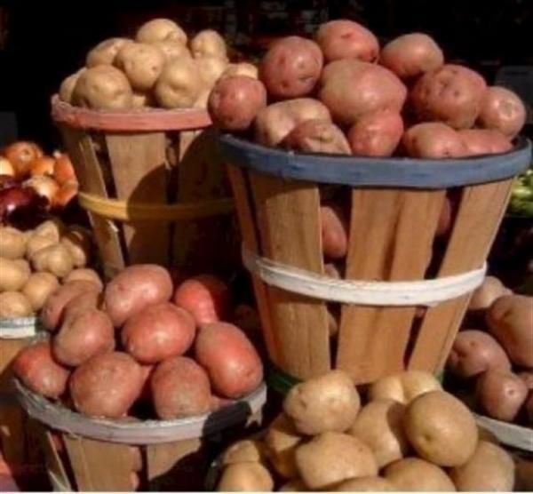 Как вырастить много картошки с кулак – полезные советы опытных огородников