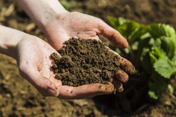 Как улучшить почву на садовом участке с помощью торфа