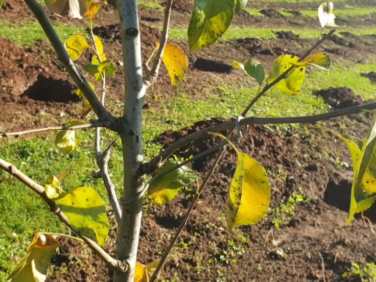Обрезка плодовых деревьев на высокий урожай: как сформировать крону правильно