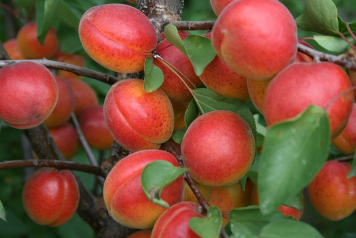 Какая формировка самая удачная для персика и абрикоса