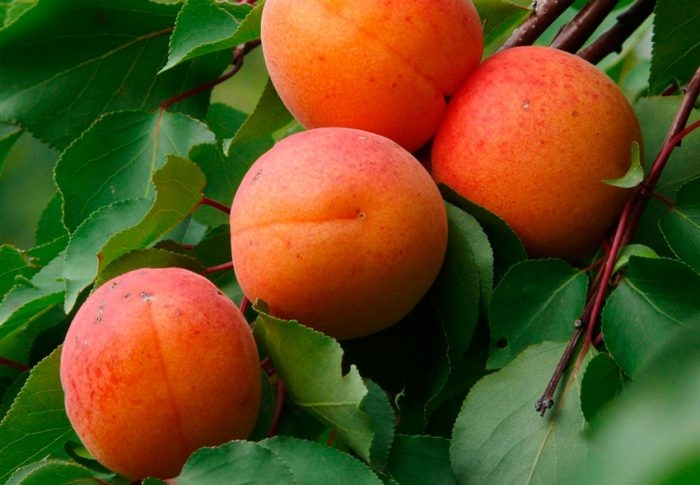 В Черкасской области потеряно больше 50% урожая абрикосов