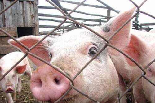 Африканская чума свиней выявлена в Черниговской области