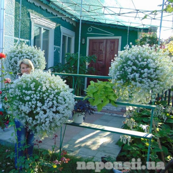 Жительница Одесской области превратила свой дом в цветочное царство