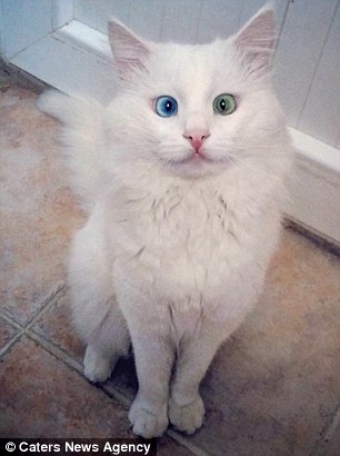 Пользователи сети выбрали самого красивого кота (ФОТО)