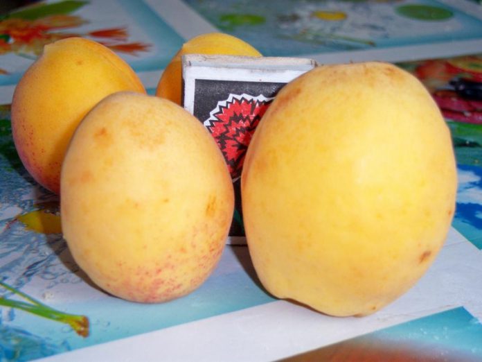 Как выращивать ананасный абрикос?