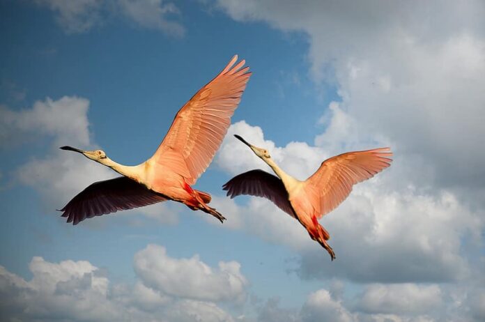 animals-flamingos-birds-couple-wings-flying-pink