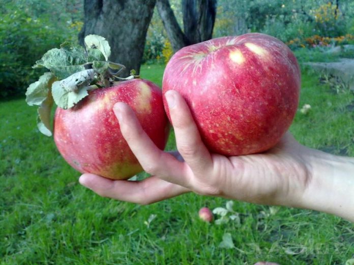 Яблука-гіганти вагою понад 1 кг
