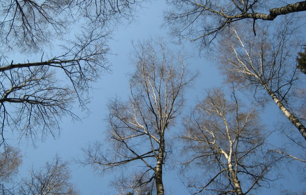 ветви березы