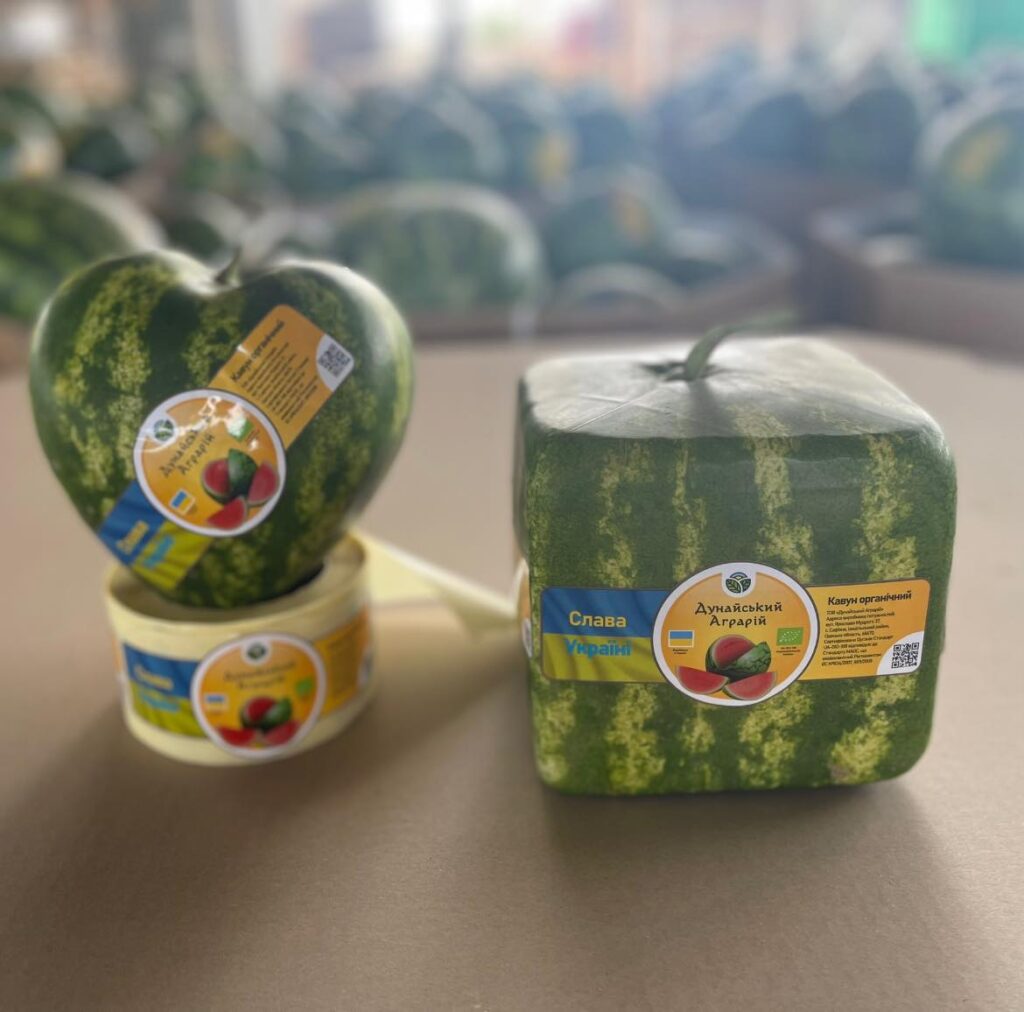 арбузы
