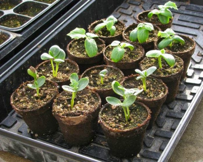 Как вырастить арбузы через рассаду