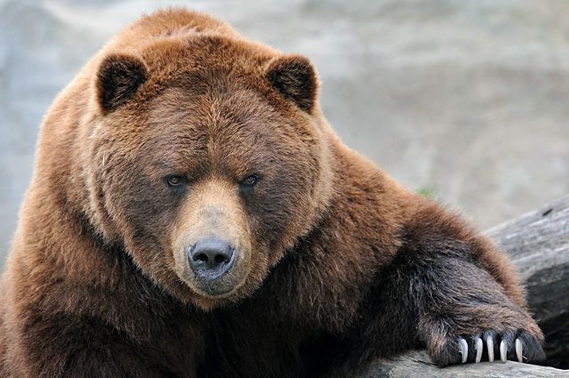 Японский пенсионер сумел отбиться от дикого медведя