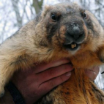 бабак Тимко