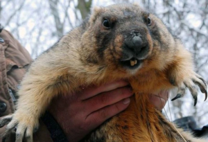 сурок Тимко