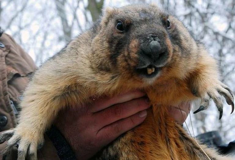 сурок Тимко