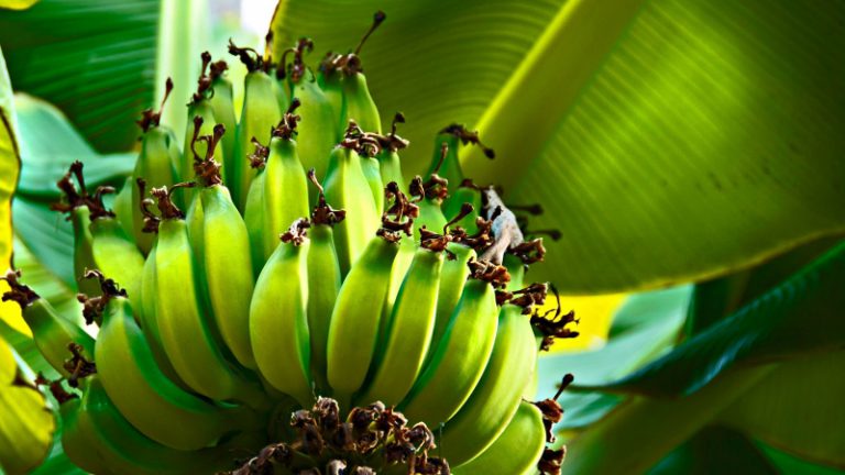 Что будет с бананами? Ученые сделали неутешительные прогнозы