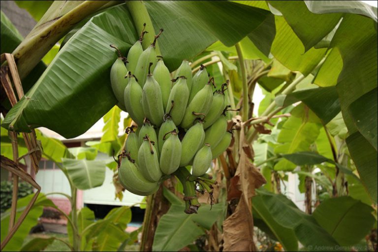 В Нидерландах начали выращивать бананы в субстрате