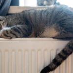 батарея з котом