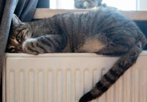 батарея с котом