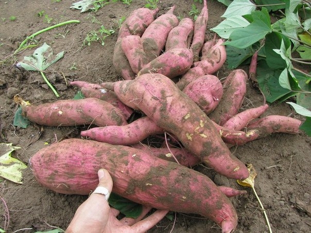 Какие сорта батата можно выращивать в Украине?