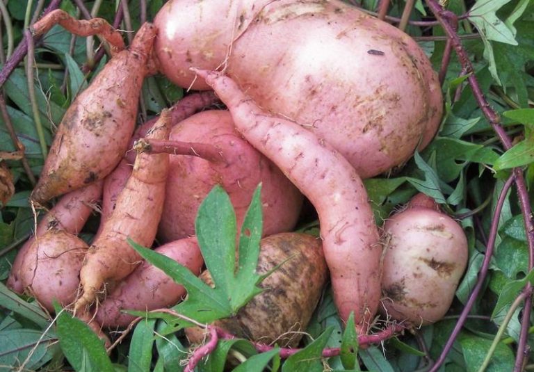 Херсонские аграрии выращивают «сладкий картофель»