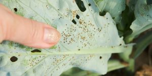 білокрилка