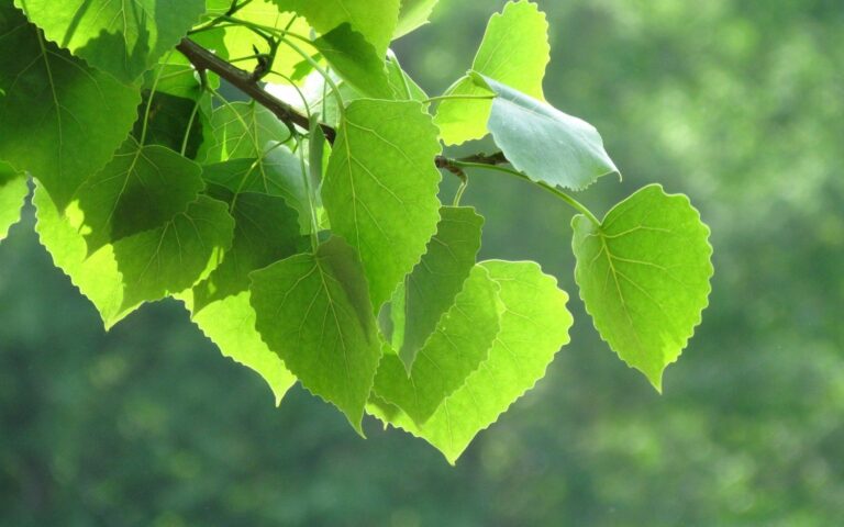 Чудодійне березове листя: за яких хвороб допоможуть, як самим приготувати ліки