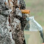 березовый сок