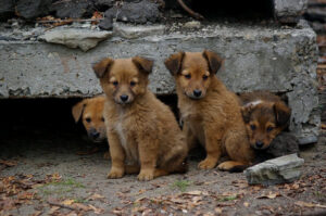 бездомные животные