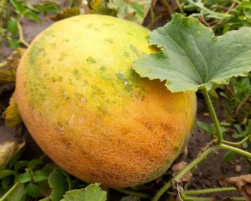 Безіменна диня