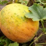 Безіменна диня