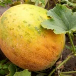 Безымянная дыня