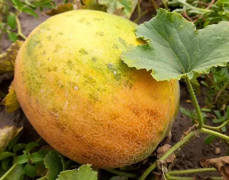 Безымянная дыня