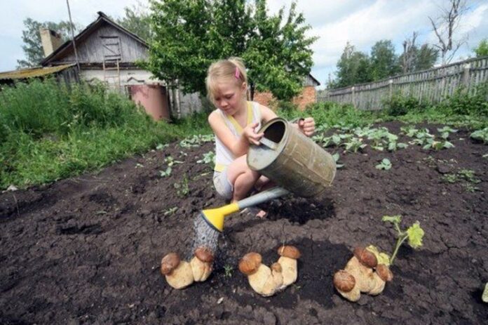 белые грибы на даче