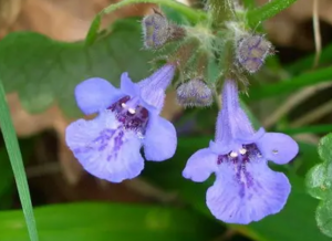 Будра обыкновенная