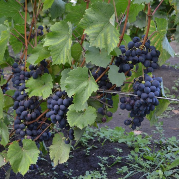 Сорти винограду для літніх людей