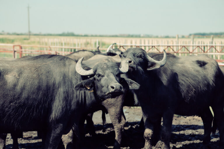 Почему буйволы рентабельнее коров