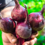 свекла Пабло