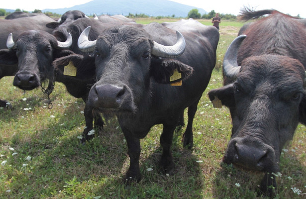 Фермер из Ивано-Франковска разводит буйволов карпатской породы