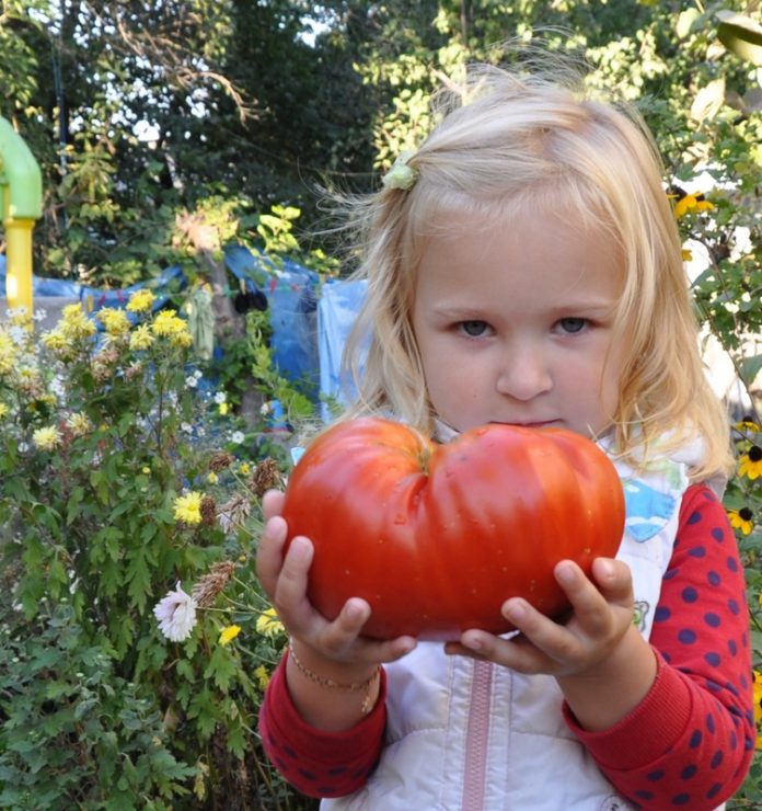 Овощевод выращивает двухкилограммовые помидоры
