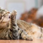 нужно ли купать кота