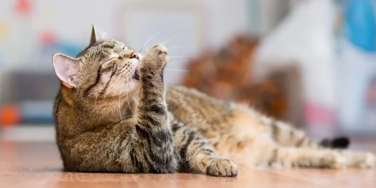 нужно ли купать кота
