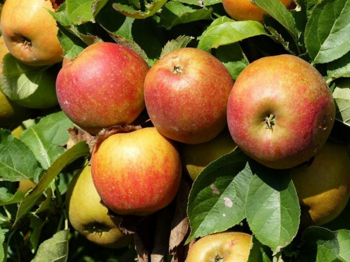 Кто урожайнее яблоня или груша?