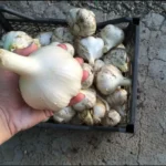 чеснок