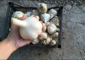 чеснок