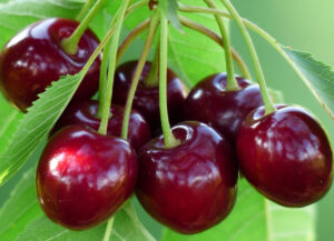 новые сорта черешни