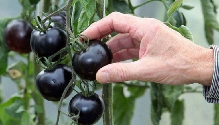 Итальянские селекционеры создали самый темный томат в мире