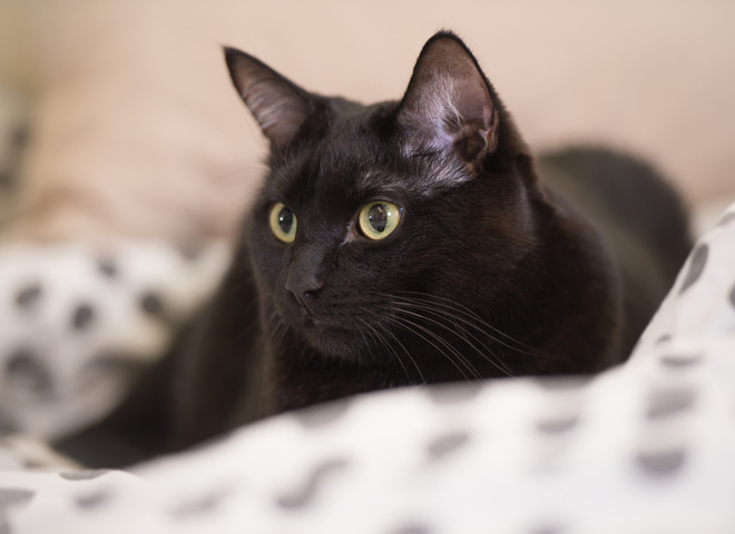 Какой сегодня праздник: 17 августа – Международный день секонд-хенда и День черного кота
