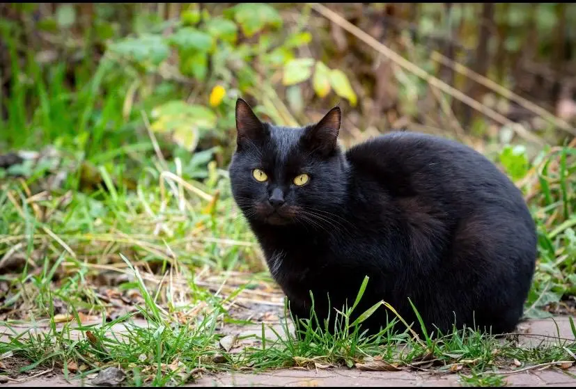 Чорна кішка